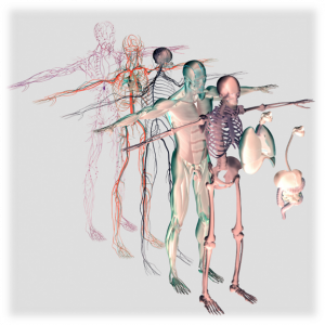 Body Diagram